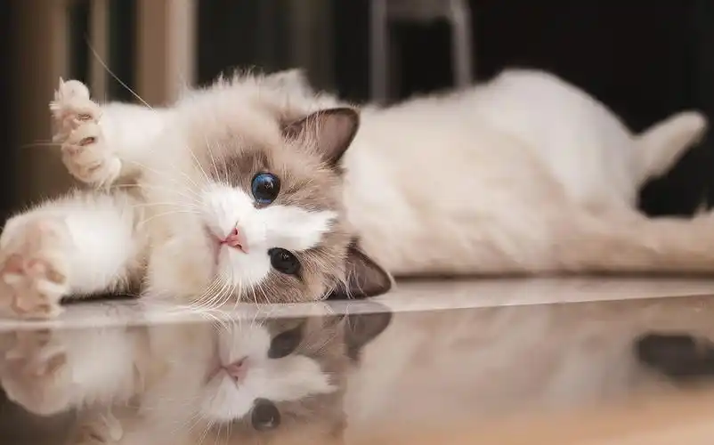 布偶猫花色大全,这么多颜色你都知道哪些