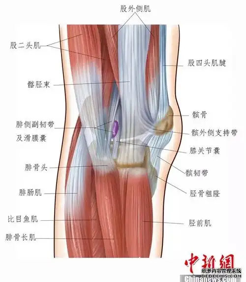 膝关节侧位肌肉及韧带 受访者供图