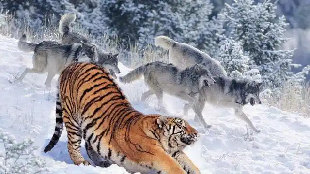 10头狼与东北虎搏斗不会输?狼群真有能力猎杀老虎吗?