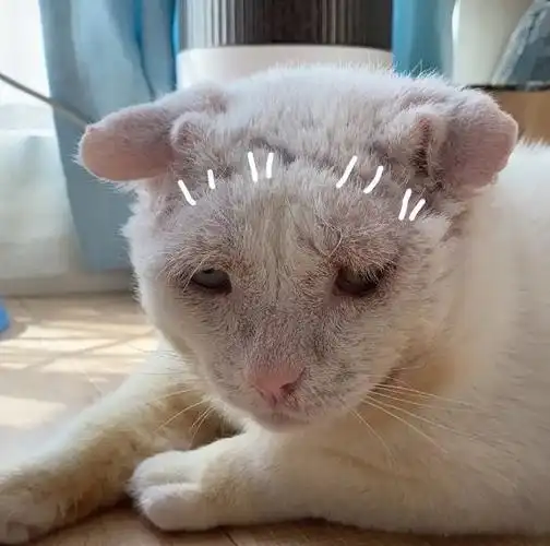 网友无意间领养一只厌世脸猫结果火遍全网近30万网友被萌化