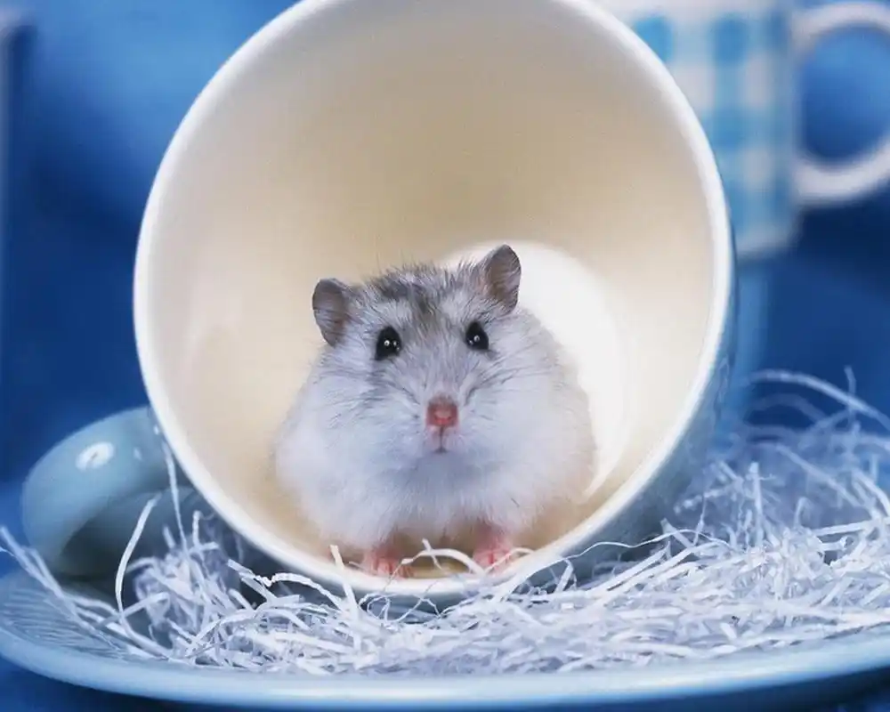 可爱的小仓鼠高清桌面壁纸下载