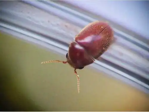 烟草甲. 烟草甲是一种世界性的储藏物害虫,食性复杂.
