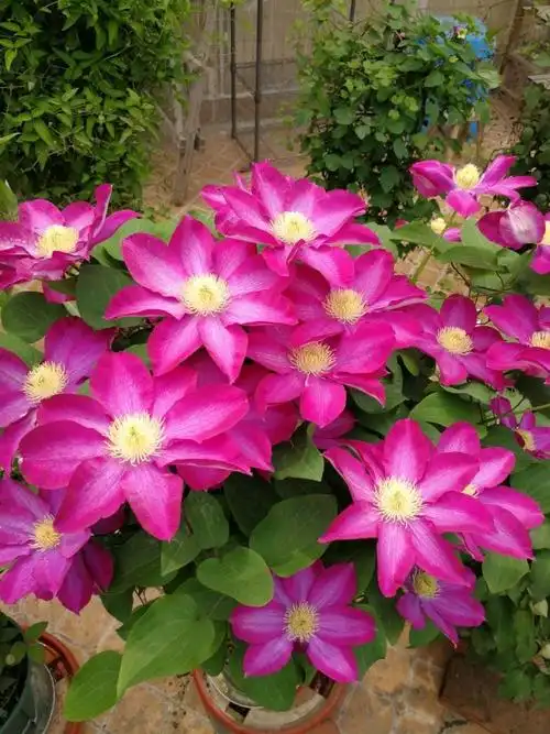 北方耐寒又漂亮的花树有哪些种类,适合北方庭院种植的耐寒植物