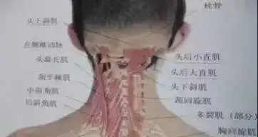 后脑勺的机关-头痛头晕治疗点