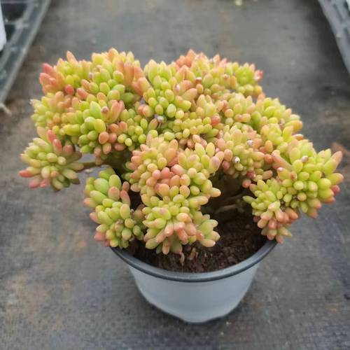 春萌缀化 老桩带香味多肉植物云南基地室内花卉防辐射多肉批发