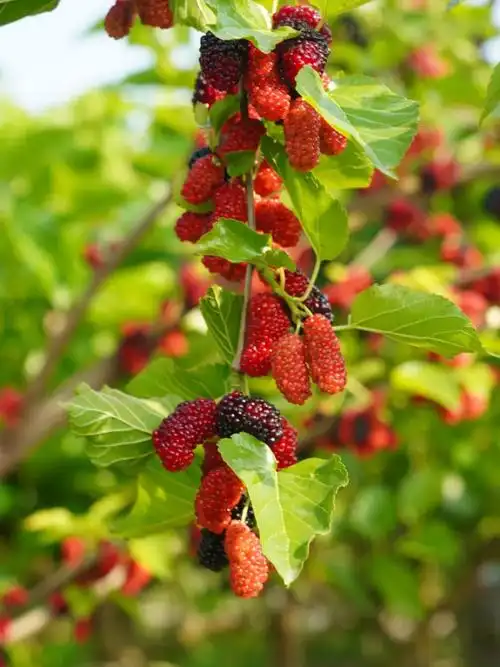 一把桑葚入口,吃到满嘴紫红,小手也被染紫,仿佛回到温馨欢乐的童年