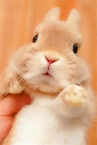 1/ 12 某网友晒出自家的小兔子.