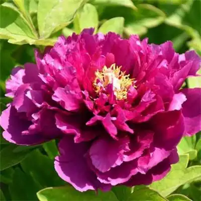 适合做头像的牡丹花朵图片 高清花开富贵牡丹_微信头像_头像屋