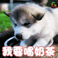 狗宠物萌宠我要喝奶茶soogifsoogif出品gif动图_动态图_表情包下载