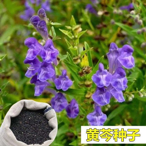 黄芩种子 耐干旱中草药籽 新籽芽率高 黄芩中草药种籽 新采种子