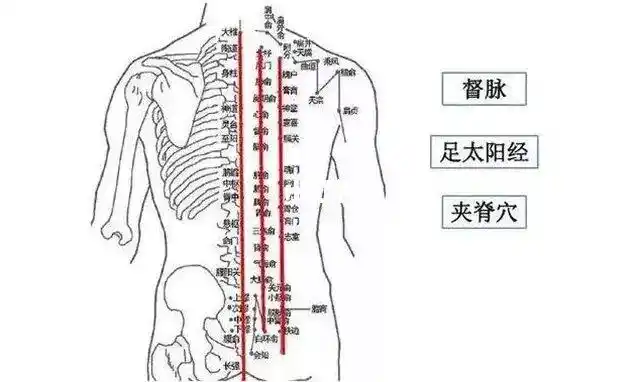 膀胱经在人体的背部, 人体的五脏六腑均可在背部找到对应区域, 如背上