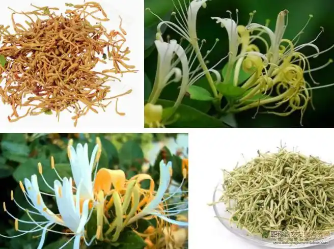 金银花与山银花的资源分布和种植技术发展概况