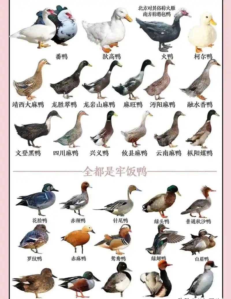 史上最全!我国鸭子品种大赏!史上最全!鸭子 - 抖音
