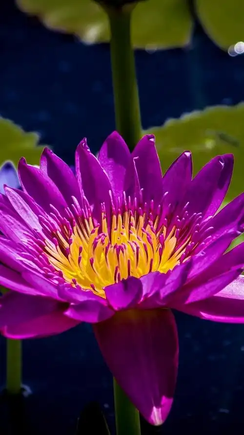 紫色的花瓣睡莲,叶子,池塘