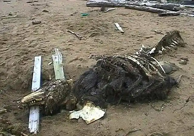 俄科学家揭秘"海怪"照片:实为白鲸遗骸