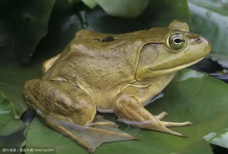 很多人喜欢吃牛蛙面,但你们宰杀过牛蛙吗?