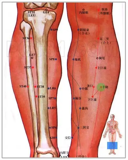 从下往上触摸小腿的外侧,左膝盖的膝盖骨下面,可摸到凸块(胫骨外侧髁)