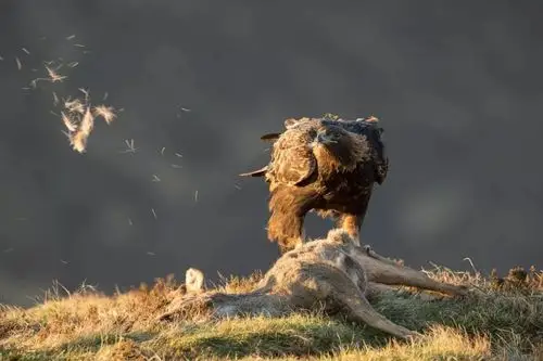 野生动物摄影大片来袭