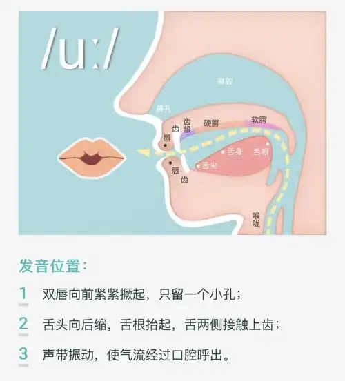 音标/uː/和/ʊ/口型舌位对比