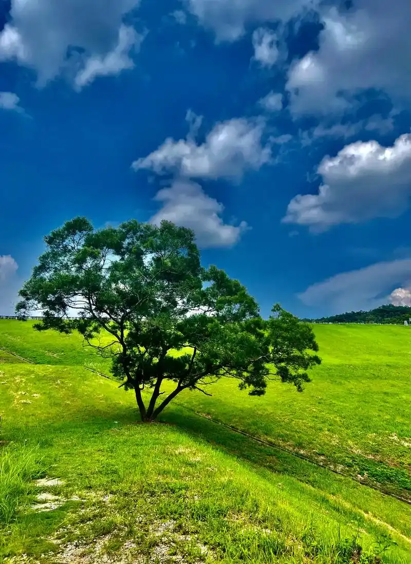 治愈系风景 #一起享受大自然的美 #手机摄影 #江门探店  - 抖音