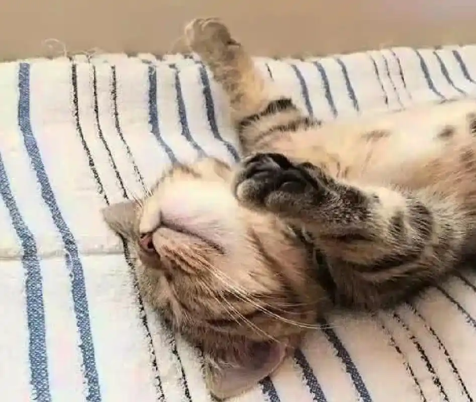 猫咪平躺睡觉,这个画风让主人产生不好的联想:要不抱走一起睡?