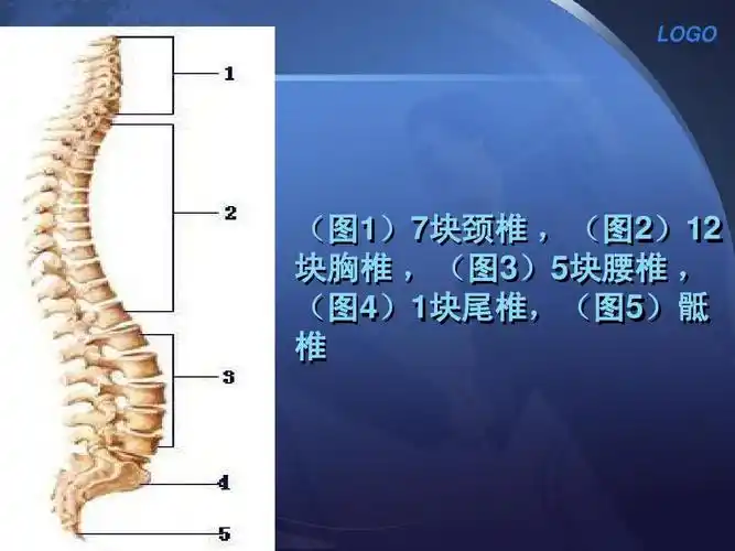胸腰椎骨折内固定术的护理配合