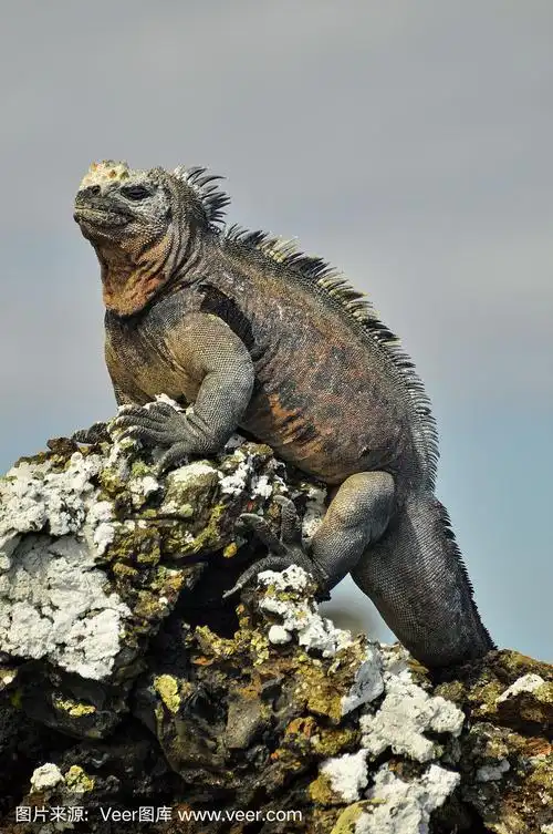 厄瓜多尔加拉帕戈斯群岛的海鬣蜥