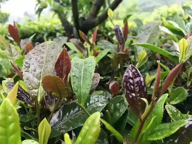 峨眉山国际茶博会重磅出击100份峨眉紫笋抽奖免费送