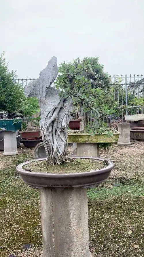 附石朴树 黄金朴树盆景