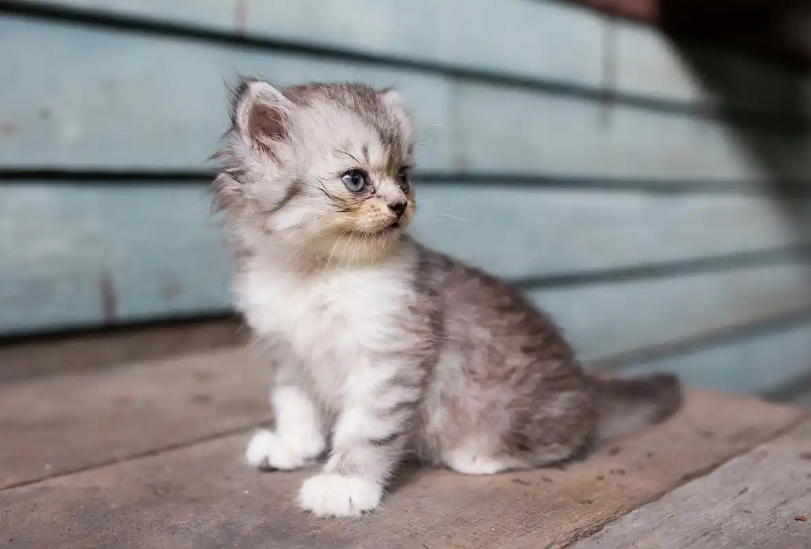 美国卷耳猫:独特魅力的温顺宠物  作为一种相对较新