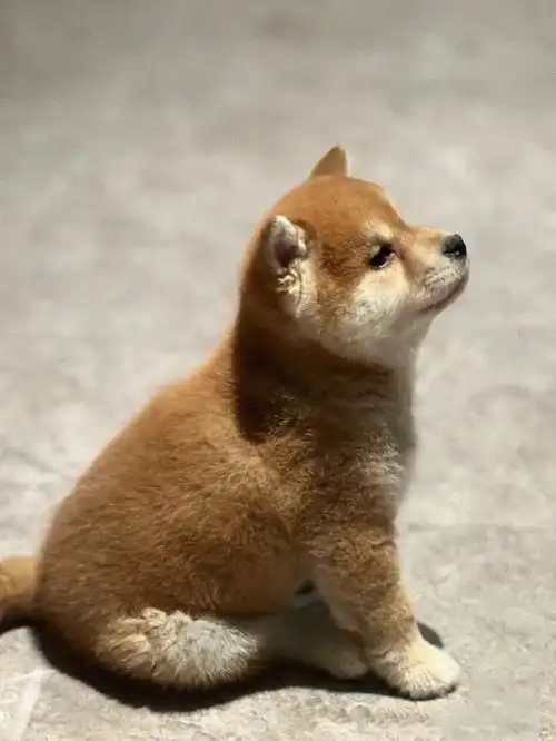 自家繁殖柴犬幼犬找好人家