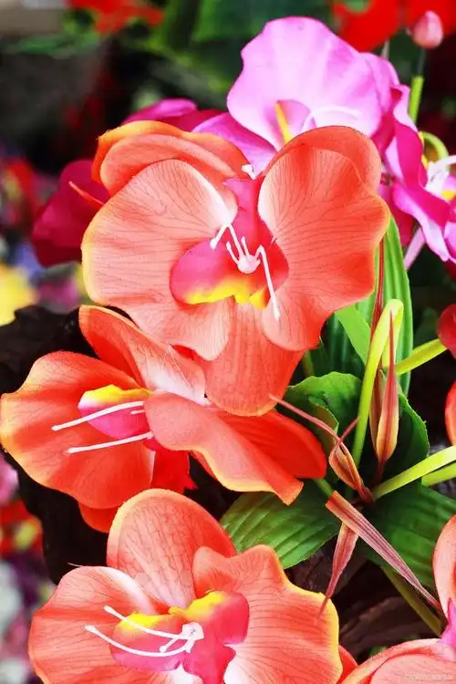 如意花:寓意吉祥的美丽之花