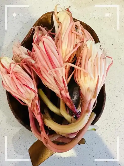 昙花具有保健功效,兼治高血压及血脂肪过高.