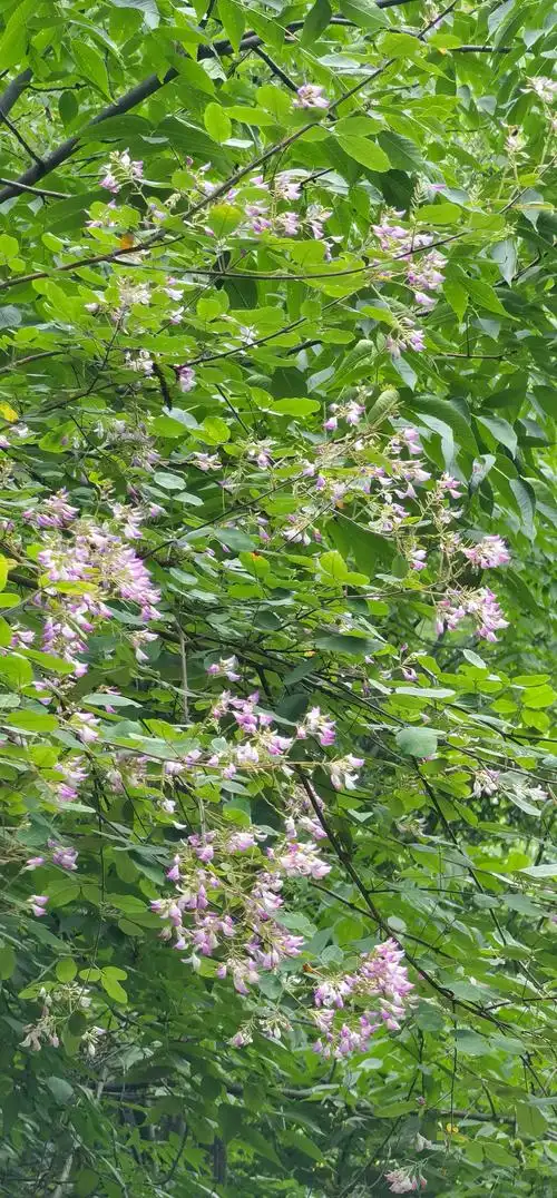 胡枝子:花期7-9月,果期9-10月,种子含油量很高,可以作为一种生物"油库