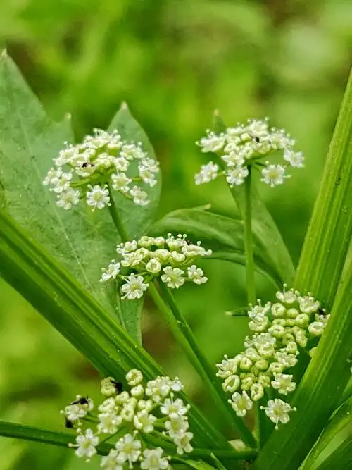 这是芹菜花,也是特别的细微之花
