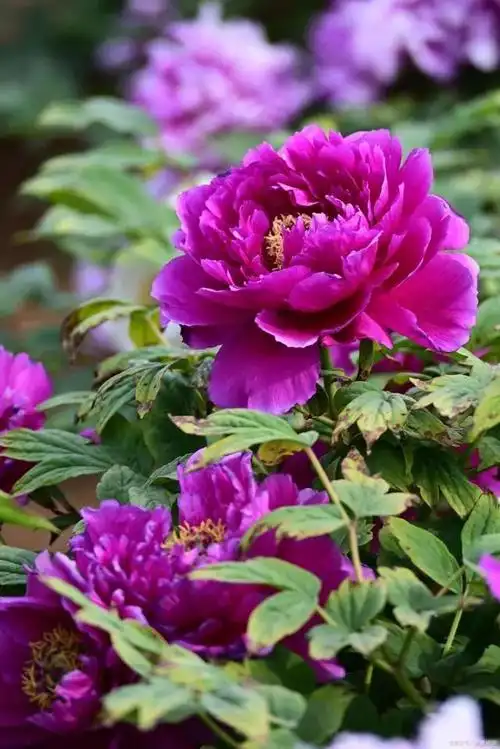 高贵典雅,富贵吉祥.紫色的牡丹花