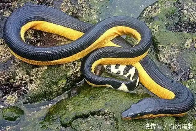 一度是全球毒性最强的蛇类之一,生活在澳大利亚西北部的阿什莫尔群岛