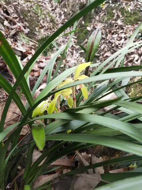深山之中的兰花