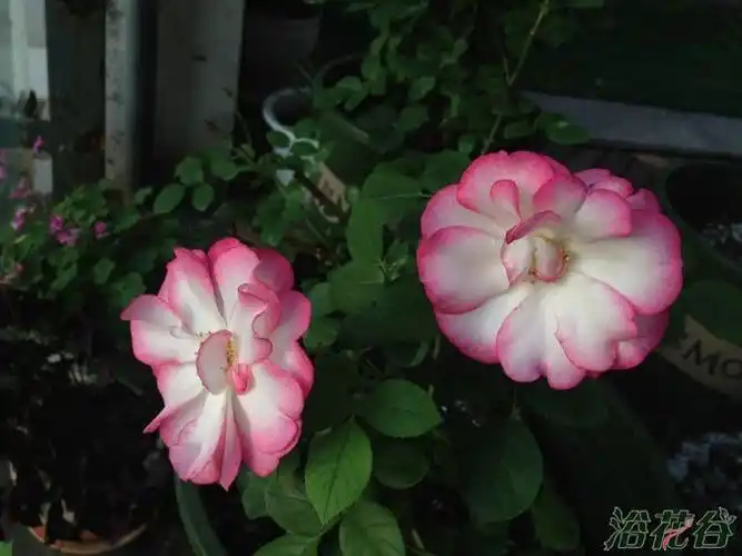 尼克尔月季(摄影:eriswang)