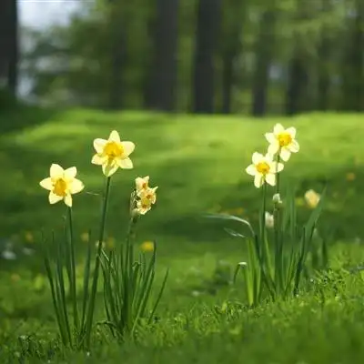 高清清新淡雅的花朵头像