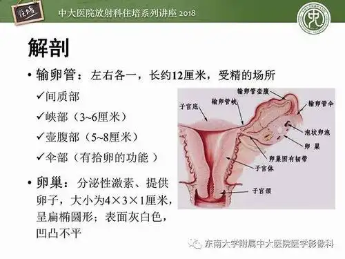 肺病是属于吗 肺病住什么科