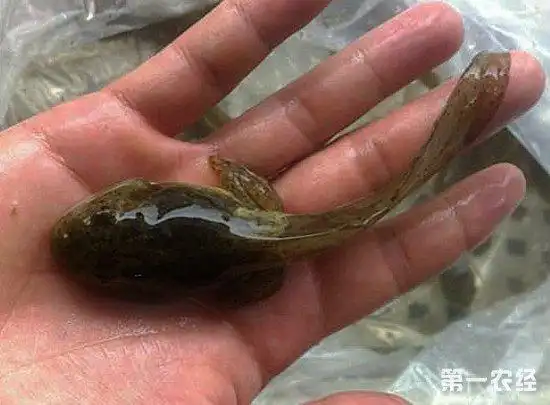 牛蛙蝌蚪好养吗