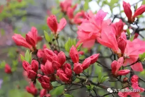 你陪我千丈峭壁走江湖  我陪你十里杜鹃浪天涯