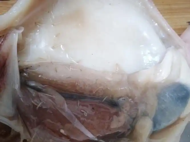 冻鱿鱼内脏太恶了