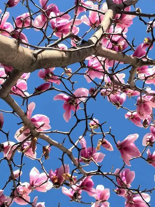 从玉兰花的品种,花期和栽种位置