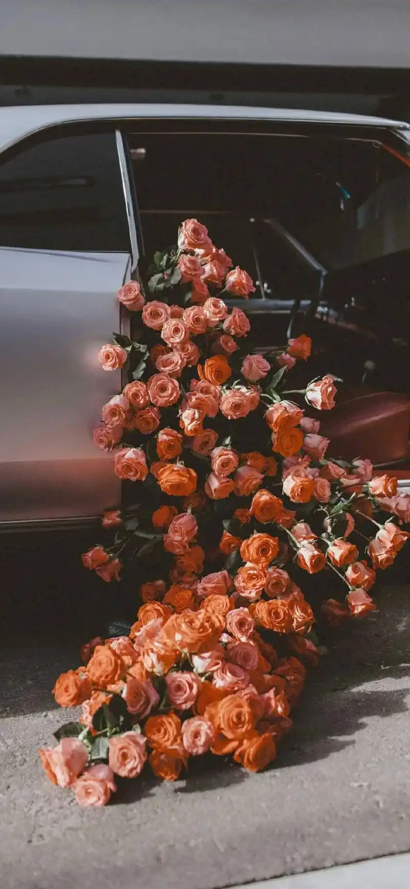 浪漫玫瑰鲜花唯美手机壁纸