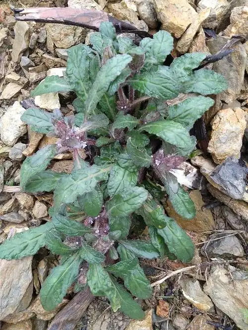 它的叶子有点皱,呈紫色 开紫白色的花这种野草,在民间人称苦草,别名