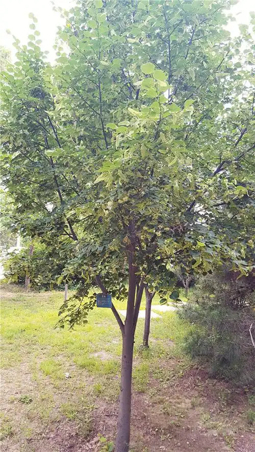 紫椴的栽培管理技术