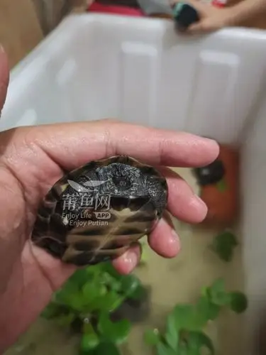 小香龟 不懂了吧 不懂就进来 - 家有宠物 - 莆