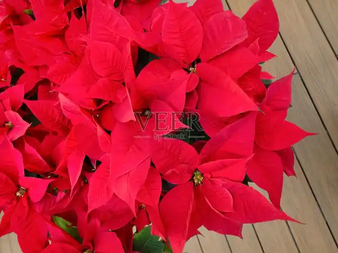 一盆鲜红叶子的圣诞红花